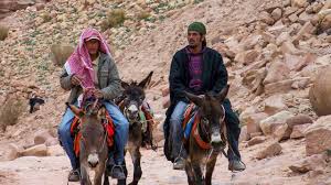 All of the camels were attached in a line. Journey Into Jordan Adventure Journeys International