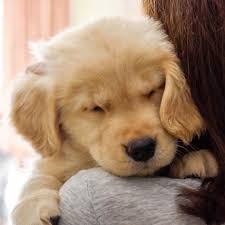 I have been raising coltrievers in lacey, washington since 2010. 3 342 Likes 48 Comments Golden Retriever Goldenretrieverslove On Instagram Adorable Grab Best Golden Hoodies In Cute Dogs Cute Animals Baby Dogs