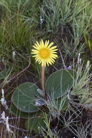 Image result for Haplocarpha