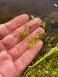 Image result for Wolffiella