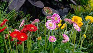 Image result for Gerbera jamesonii