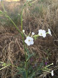 Image result for Buchnera attenuata