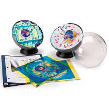 Ebay.com has been visited by 1m+ users in the past month Plant And Animal Cell Model Activity Set Cells Cell Processes Physiology Science Education Supplies Nasco