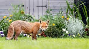 Does fox urine damage lawns? How To Deter Foxes From My Garden Lawntech