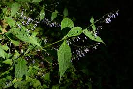 Image result for Isodon ramosissimus