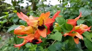 Image result for Ruttya fruticosa