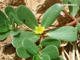 In the united states, common purslane is a minor crop because of its use in ethnic cooking and its reputed health benefits of bioprotective nutrients (antioxidants, vitamins, and amino acids). Purslane Properties Botanical Online