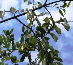 Image result for Olax obtusifolia