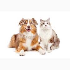 Help Reduce Animal Overpopulation Happy Dogs Australian Shepherd Dogs Pets