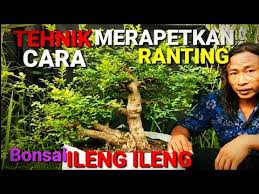 Tehnik Cara Merapatkan Ranting Bonsai Ileng Ileng Mangsian Phylanthus Retyculathus Poir Youtube