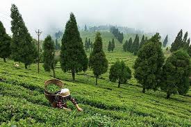 Organic Farming Organic Farming Farm Yard Sikkim