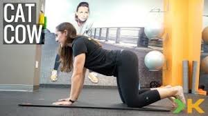 Www.kineticsportsrehab.com facebook the cat cow exercise is often used to begin gentle movement in the lumbar spine. Cat Cow Exercise Kinetic Sports Rehab Youtube