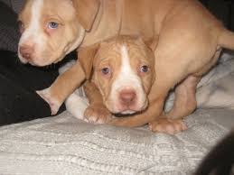 Rednose Pitbull Puppies Brother And Sister Dog Love Animals Beautiful Pitbulls