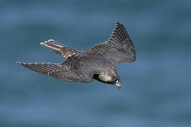 The use of specially trained birds of prey as a method for pest control has a long history, and watching these birds take flight is not only for pest control london, surrey and the south east call predator pest solutions. North American Bird Populations Pivotal To Pest Control And Seed Dispersion Have Decreased By 29 In The Last 49 Years Naturalnews Com