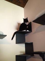 Diy Cat Wall Cat Shelves Cats Catshelves Cat Wall Cat Shelves Diy Cat Shelves