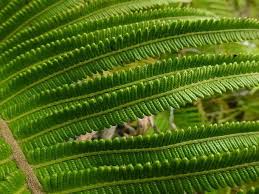 Image result for Pneumatopteris unita