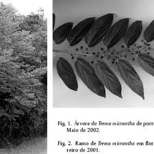 Image result for Trema sp A