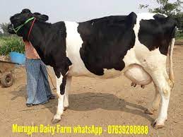 Hf Jersey Cows For Sale In Tamilnadu On Engormix Ref 34851