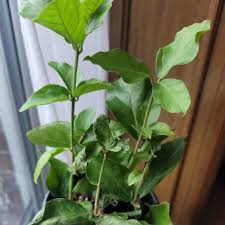 Image result for Jasminum pauciflorum