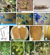 Image result for Aeschynomene mimosifolia