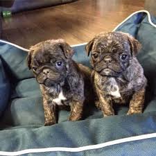 Obtain excellent pointers on pug puppies. Pug Puppies For Sale Detroit Mi 252193 Petzlover