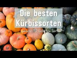 Kurbissorten Essbare Giftige Im Uberblick Plantura Kurbissorten Essbare Kurbisse Kurbis