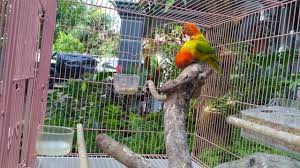 Maybe you would like to learn more about one of these? Opaline Fischeri Became One Of The Favorite Birds Steemit