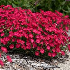 Image result for Dianthus