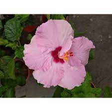 Bunga raya, juga dikenali sebagai bunga sepatu dan kembang sepatu (hibiscus rosasinensis) ialah sejenis tumbuhan berbunga sepanjang tahun dalam genus hibiscus yang sering ditanam sebagai pokok hiasan. Pokok Bunga Raya Hibrid Siam Premium Warna Pink Shopee Malaysia