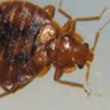 Bed bugs are notoriously hard to detect and can be challenging to with western, we'll discreetly help you eliminate these pests and get back to a good night's sleep. Monmouth County Nj Pest Control Termite Control Ozane Com