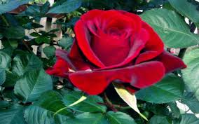 We offer an extraordinary number of hd images that will instantly freshen up your smartphone or computer. Love One Rose Pic Hd 2560x1600 Download Hd Wallpaper Wallpapertip