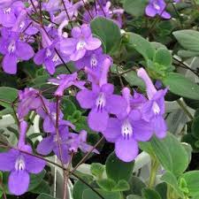 Image result for Streptocarpus saxorum