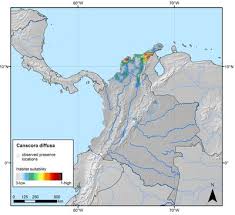 Image result for Canscora kirkii