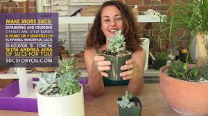 Finde fotos von kaktus echeveria. How To Separate And Divide Succulent Offsets And Stem Babies Round 2 Sucs For You