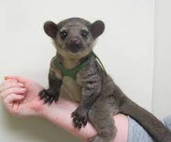 Simply browse veterinarian near me for a comprehensive list of veterinarians. Exotic Pets Veterinary Care Veterinary Hospital Of Clemmons