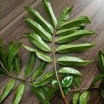 Image result for Pachylobus