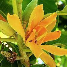 The word 'jasmine' comes from the persian word 'yasmine' meaning 'fragrance'. Pin On Gardening And Landscape