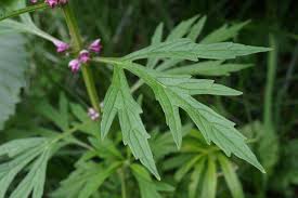 Image result for Leonurus japonicus