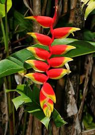 Heliconia Bird Of Paradise Plant Varieties Pin On Orchids And Other Tropical Flowers