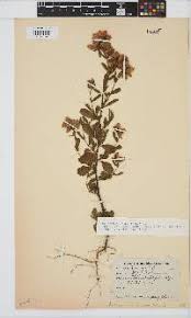 Image result for Hermannia floribunda