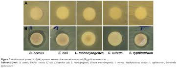 The businesses listed also serve surrounding cities and neighborhoods including brooklyn ny, farmingdale ny, and lake grove ny. Novel Green Synthesis Of Gold Nanoparticles Using Citrullus Lanatus Ri Ijn