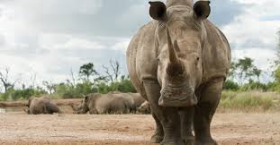 Here's the full story on how fast a rhino can run. Fun Facts About Rhinos Save The Rhino