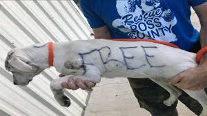 Free puppies listing website, list your puppies for sale, search puppies for sale and a lot more. Puppy That Had Free Written On Fur Put Up For Adoption Abc11 Raleigh Durham