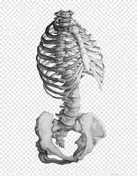 There also are bands of fibrous connective tissue—the ligaments and the tendons—in intimate relationship with the parts of the skeleton. Gray Human Skeletal System Art Rhode Island School Of Design Anatomy Human Skeleton Drawing Gray Sketch Skeleton Simple Hand Png Pngegg