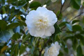 White Camellia Meaning Adorableness Flower Meanings Flowers White Camellia