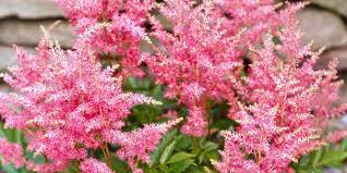 Maybe you would like to learn more about one of these? Best Perennials For Shade Better Homes Gardens