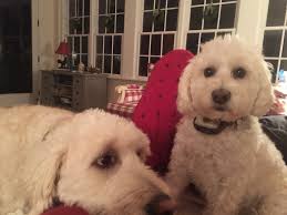 Waggleview® with blogger Katie Clooney