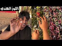حلمت بمجموعة من الوزن وأحجامها صغيره وكبيره وجميعها تريد ان تاكلين وكنت انتفض أريدهم ان يتساقطون مني وصحيت منالخوف. Abdullah Minor ØªÙ†Ø§ÙˆÙ„ Ø§Ù„Ù„ÙˆØ² Ø§Ù„Ù‡Ù†Ø¯ÙŠ Youtube