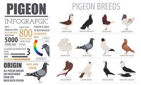Turkey English Carrier Pigeons | Facebook