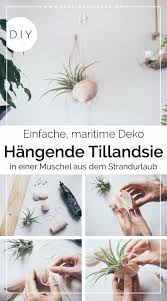 Was diesen kranz so besonders macht, ist die erstaunliche natürliche schönheit der muscheln sommertischdeko selber machen. Diy Hangende Tillandsien Deko Selber Machen Ich Zeige Euch Wie Ihr Eure Tillandsien Aufhangen Und Befestigen Konnt S Deko Selber Machen Selber Machen Deko
